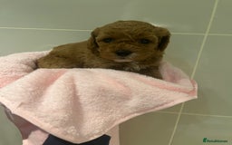 Cavapoo dogs for sale: 5⭐️ F1B Cavapoo’s - Image 20