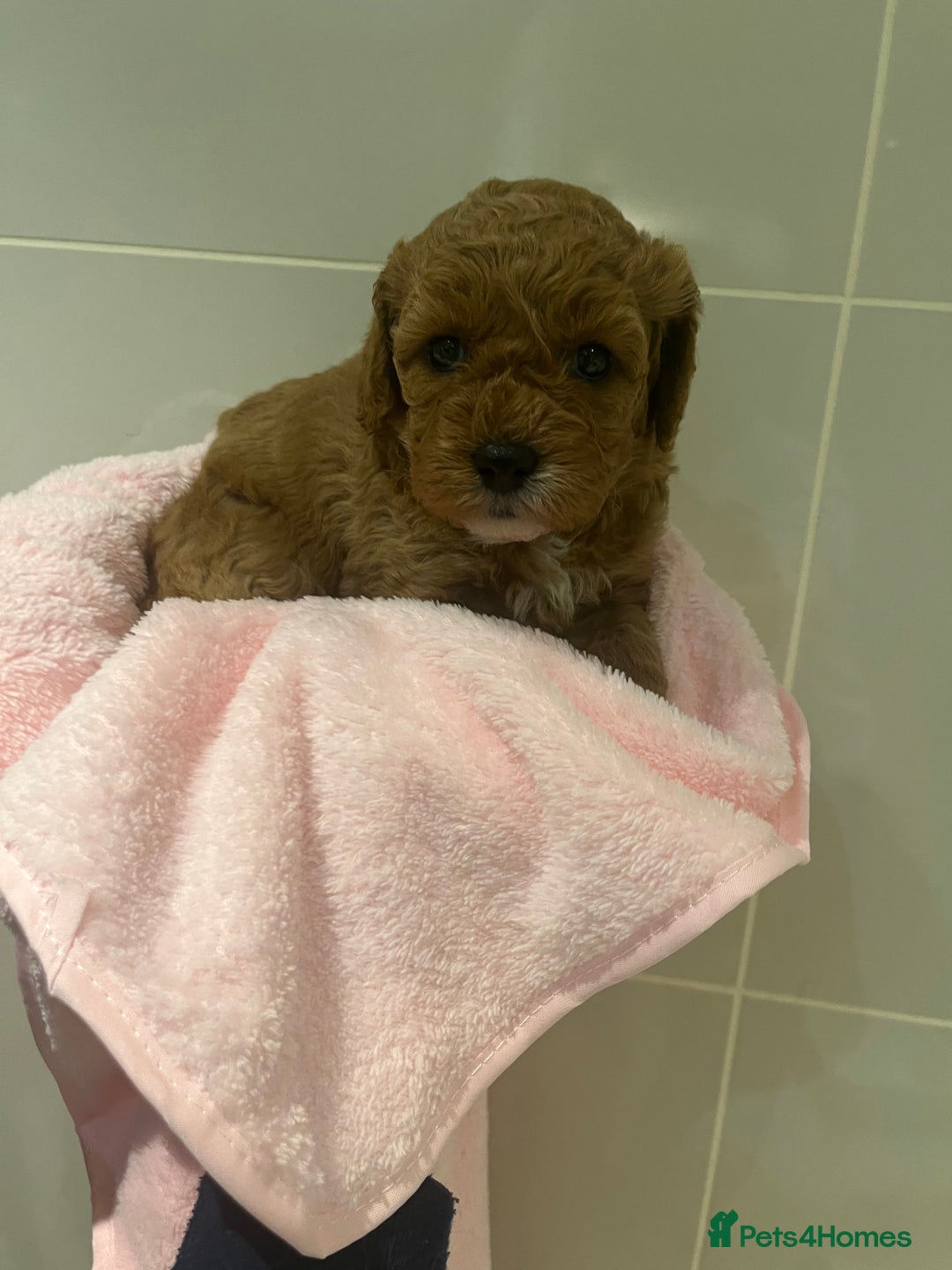 Cavapoo dogs for sale: 5⭐️ F1B Cavapoo’s - Image 20