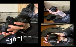 Mixed Breed dogs for sale: Jackapoo Puppies - Advert 8