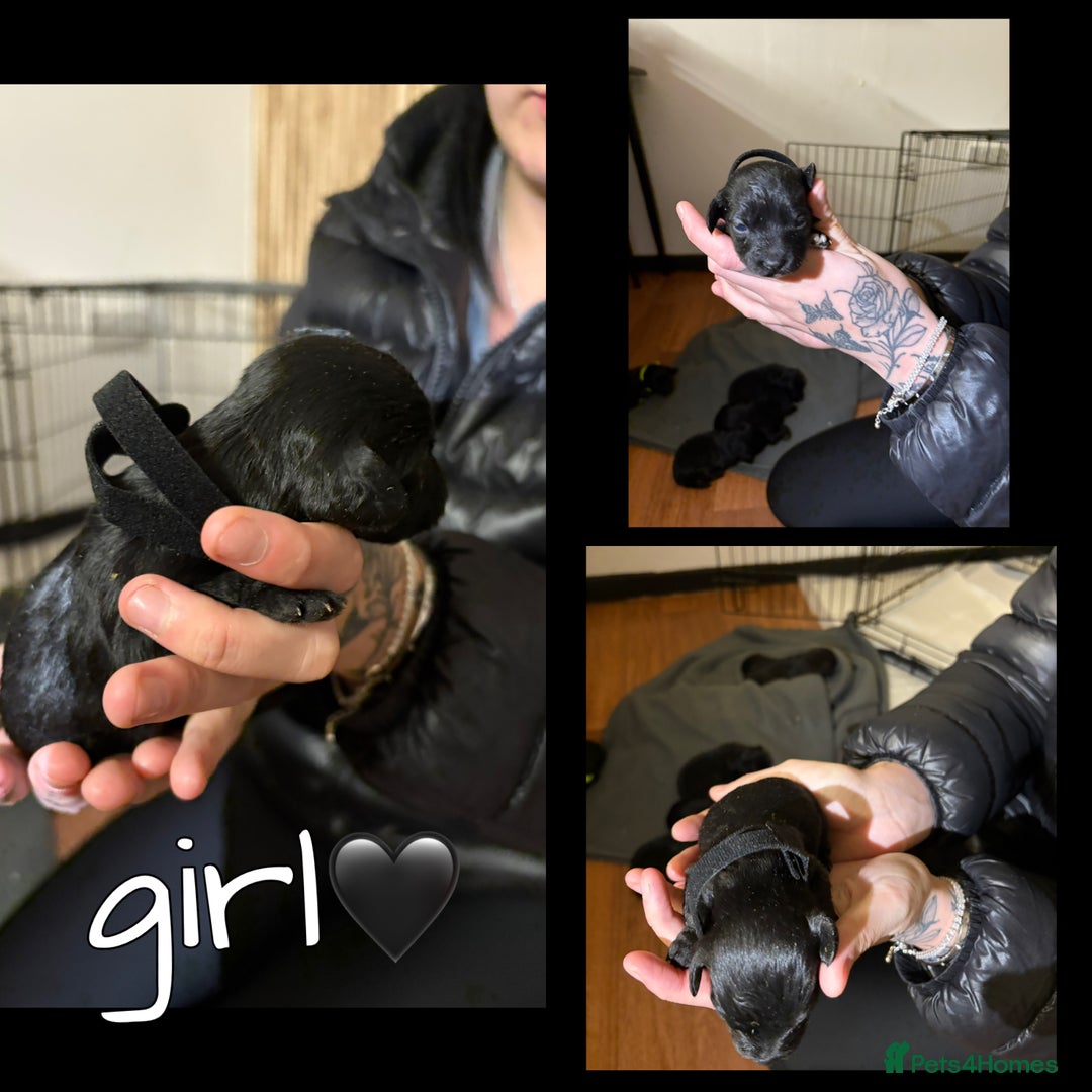 Mixed Breed dogs for sale: Jackapoo Puppies - Advert 8