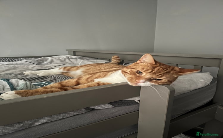 Mixed Breed cats - Advert 7