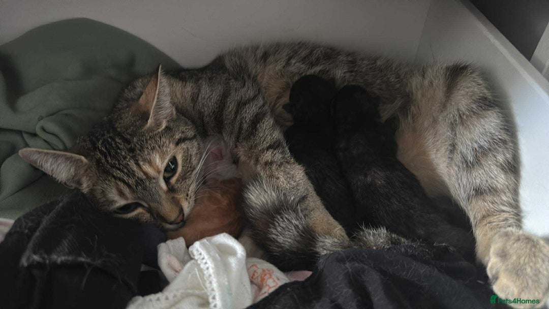 Mixed Breed cats for sale: 2 black tabby kittens  - Image 4