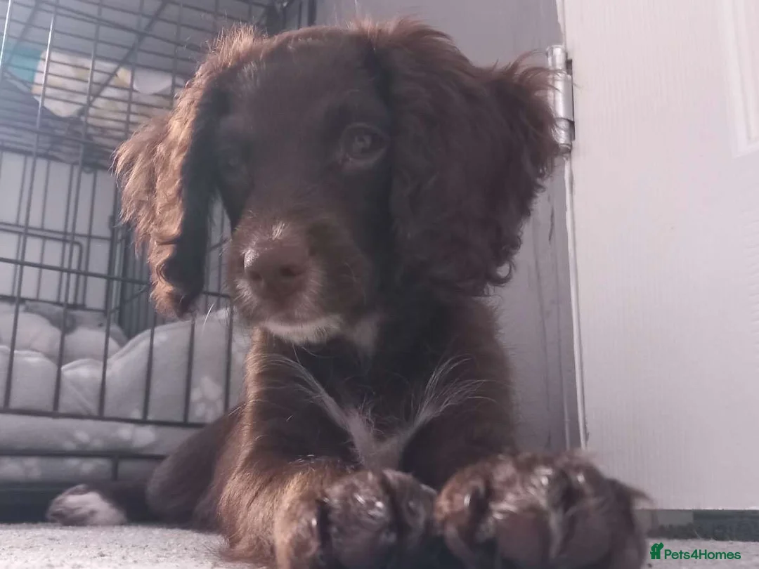 Cockapoo dogs for sale: 5 month old Hazel - Advert 1