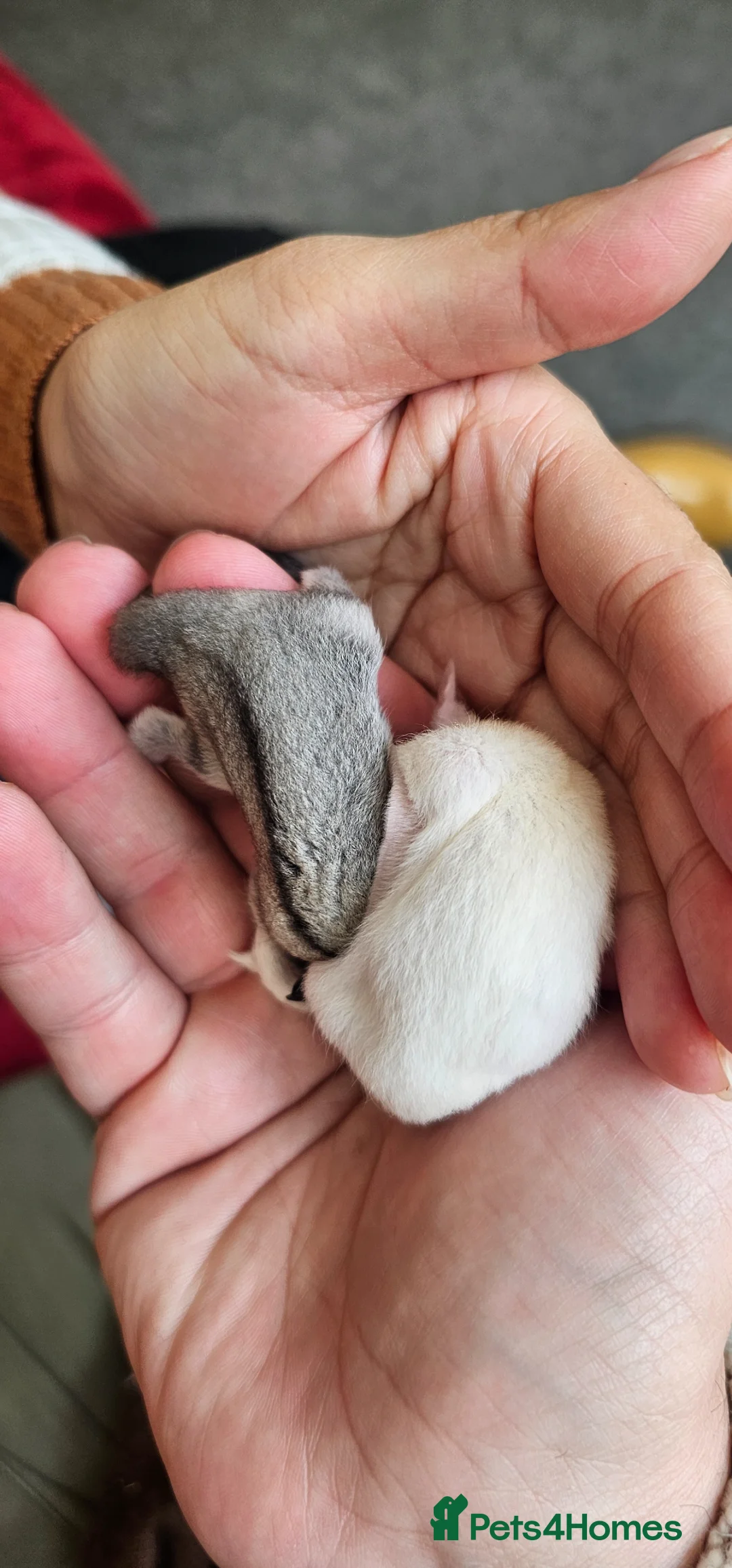 Sugar Glider rodents for sale: Rare Leucistic White & Grey Sugar Glider Joeys 🦘✨ in Coventry - Advert 2