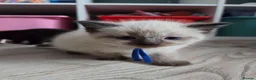 British Shorthair cats for sale: 9 gorgeous kittens - Advert 12