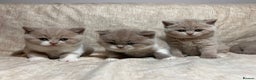 British Shorthair cats for sale: Multicolour GCCF Registered BSH kittens - Advert 1