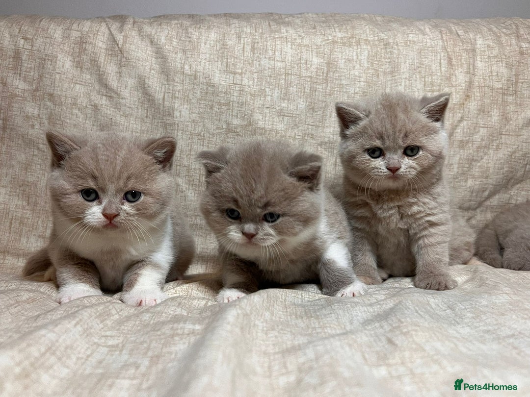 British Shorthair cats for sale: Multicolour GCCF Registered BSH kittens - Advert 1
