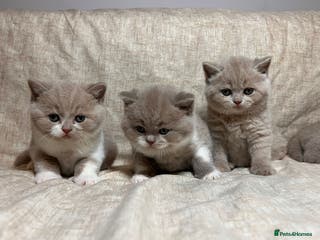 British Shorthair cats Multicolour GCCF Registered BSH kittens - Advert 16