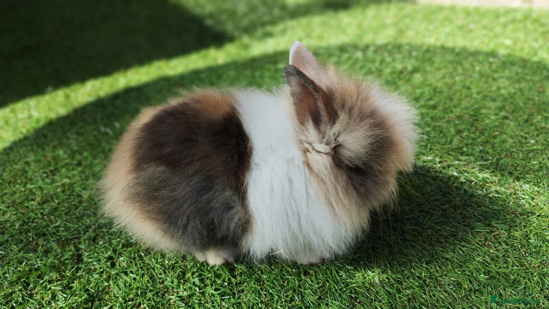 Lionhead rabbits for sale: Lionhead bunnies for sale in Birkenhead - Advert 2