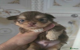 Chihuahua dogs for sale: 3 Adorable little princes chihuahua puppies - Image 27