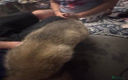 Mixed Breed dogs for sale: German Sheperd cross Lurcher Puppies - Image 22