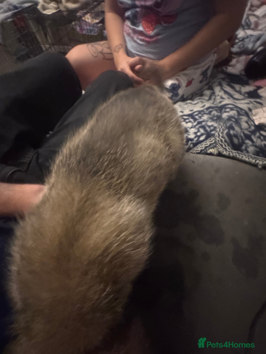 Mixed Breed dogs for sale: German Sheperd cross Lurcher Puppies - Image 22