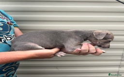 Mixed Breed dogs for sale: Beautiful puppies for sale!!!  - Image 12