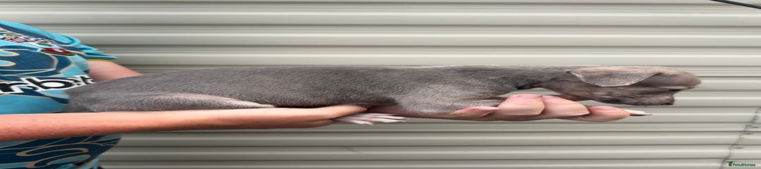 Puppy 5