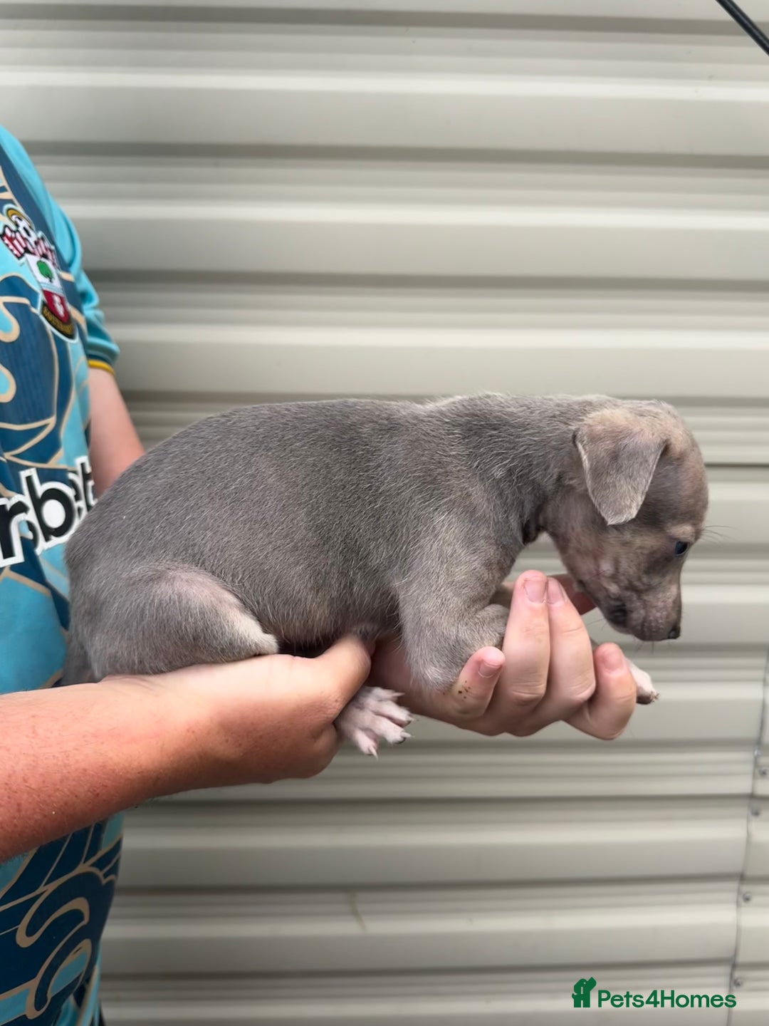 Mixed Breed dogs for sale: Beautiful puppies for sale!!!  - Image 12