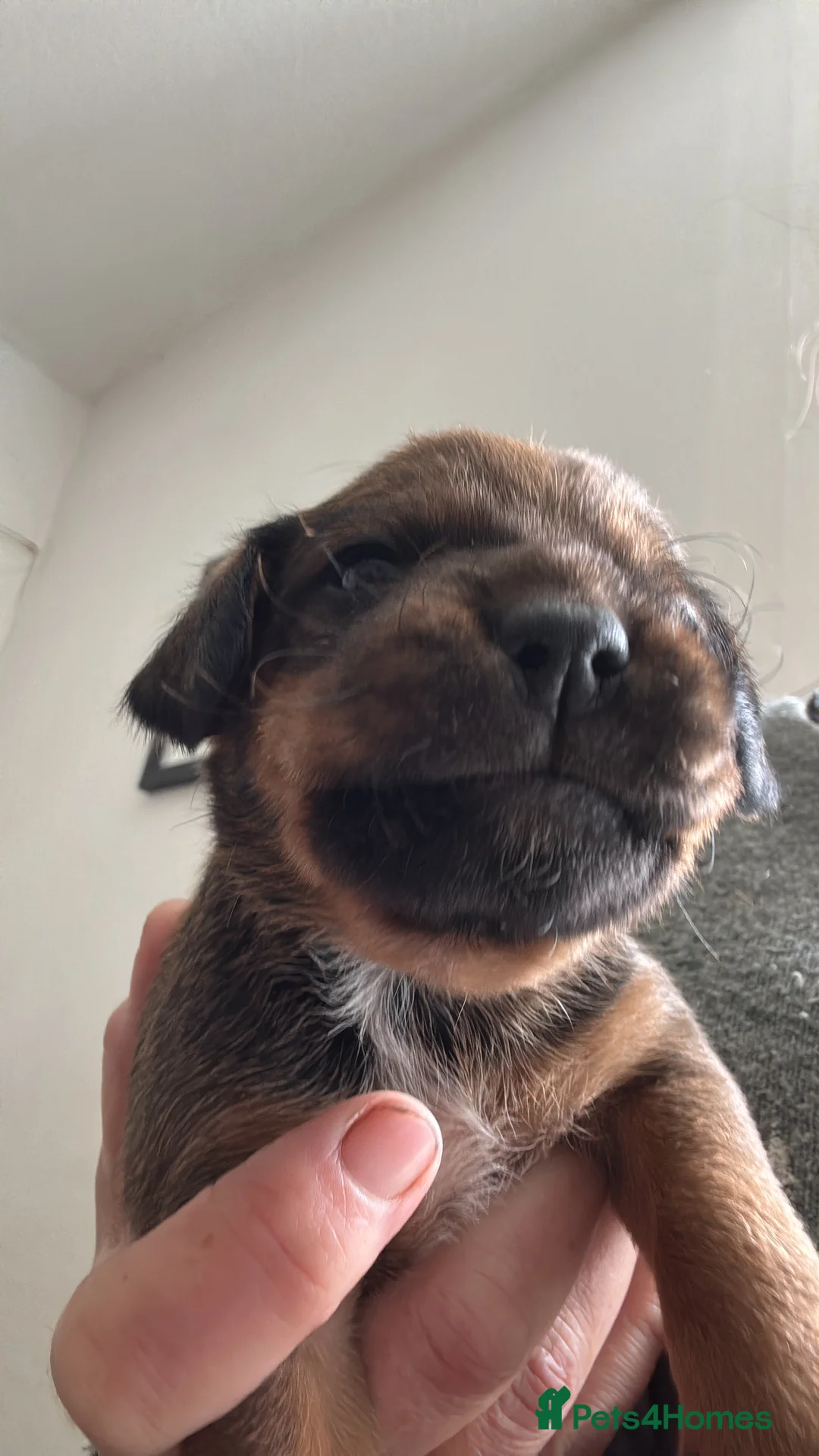Mixed Breed dogs for sale: Cocker Spaniel/Patterdale terrier  in Killin - Advert 2
