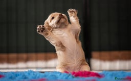 Cocker Spaniel dogs for sale: KC Reg Working Cocker Spaniels (Golden) - Image 15