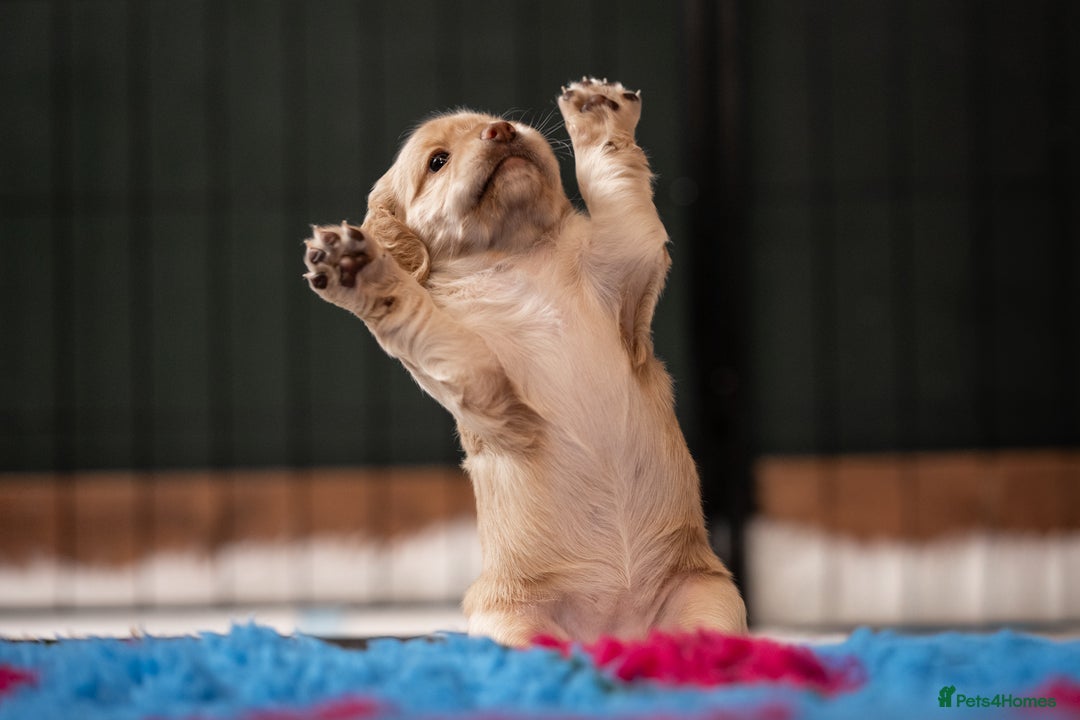 Cocker Spaniel dogs for sale: KC Reg Working Cocker Spaniels (Golden) - Image 15