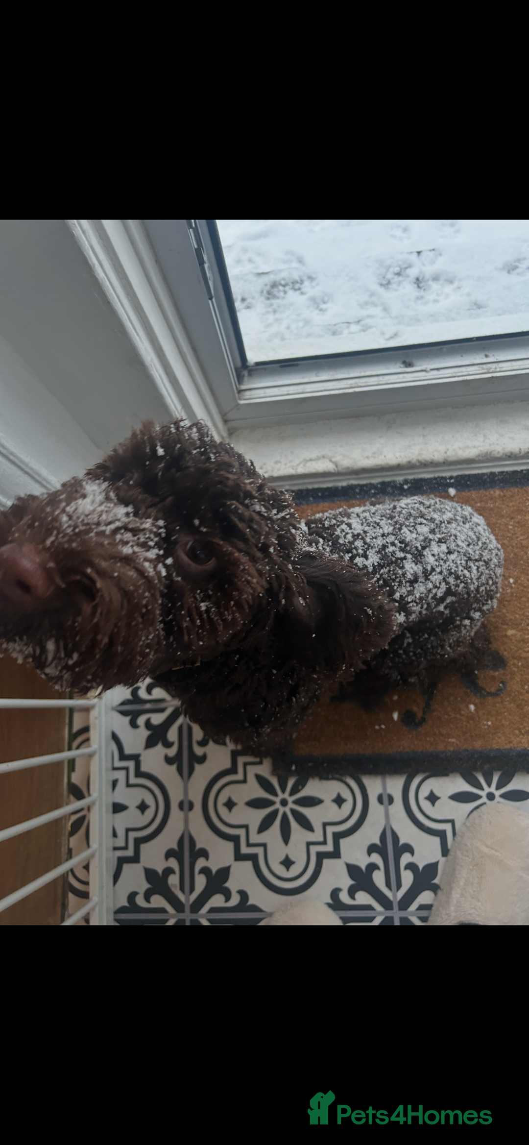 Cockapoo dogs for sale: Rare chocolate cockapoo - Advert 2