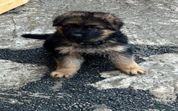 German Shepherd dogs for sale: German Shepherd Puppies  - Image 3