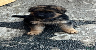 German Shepherd dogs - Advert 7