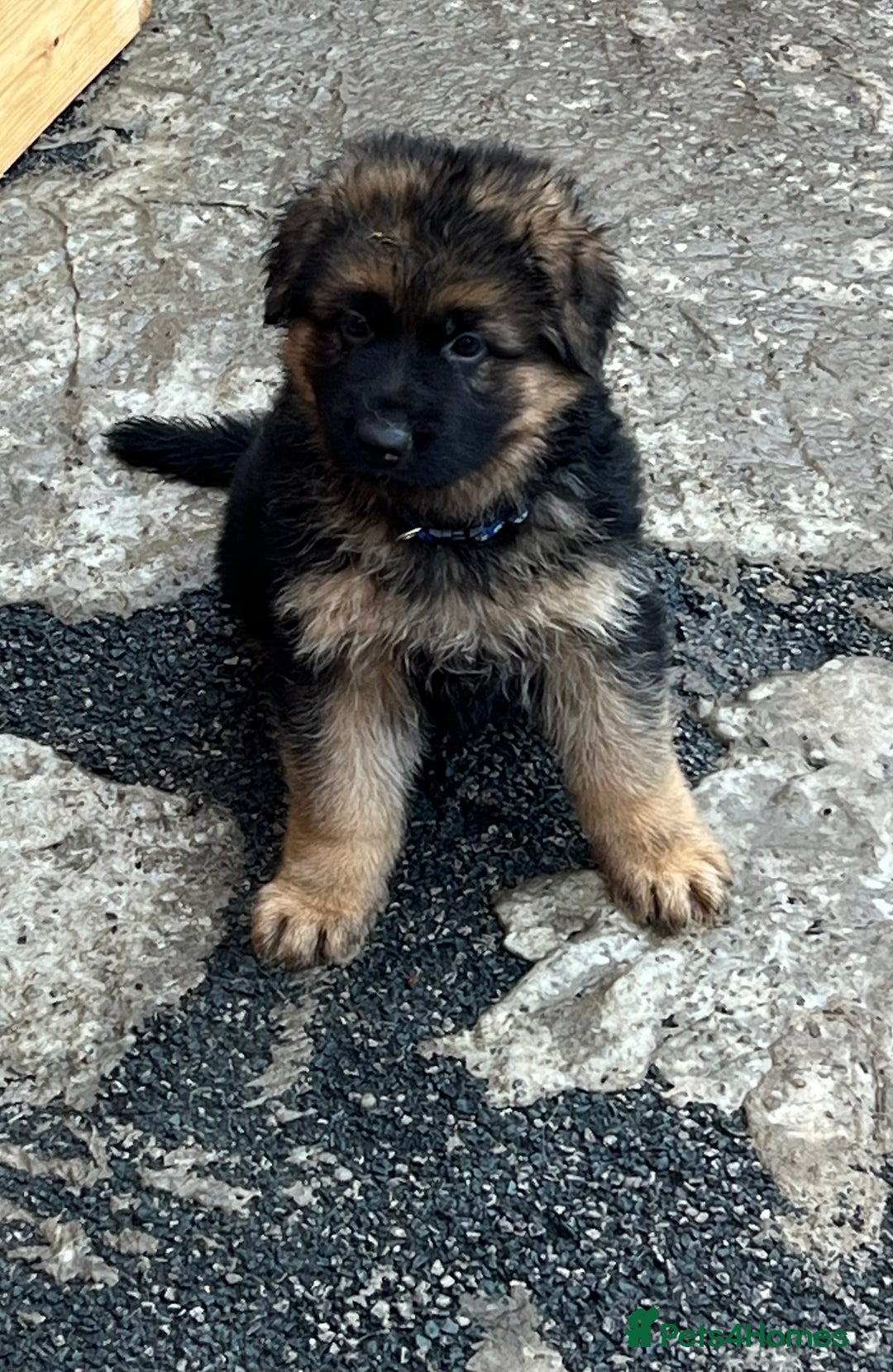 German Shepherd dogs for sale: German Shepherd Puppies  - Image 3