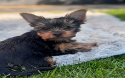 Yorkshire Terrier dogs for sale: Last girl ready🥰 Pedigree Yorkshire Terrier Puppy - Image 32