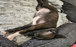 Staffordshire Bull Terrier dogs for sale: RARE CLASSIC MARKINGS - Image 14