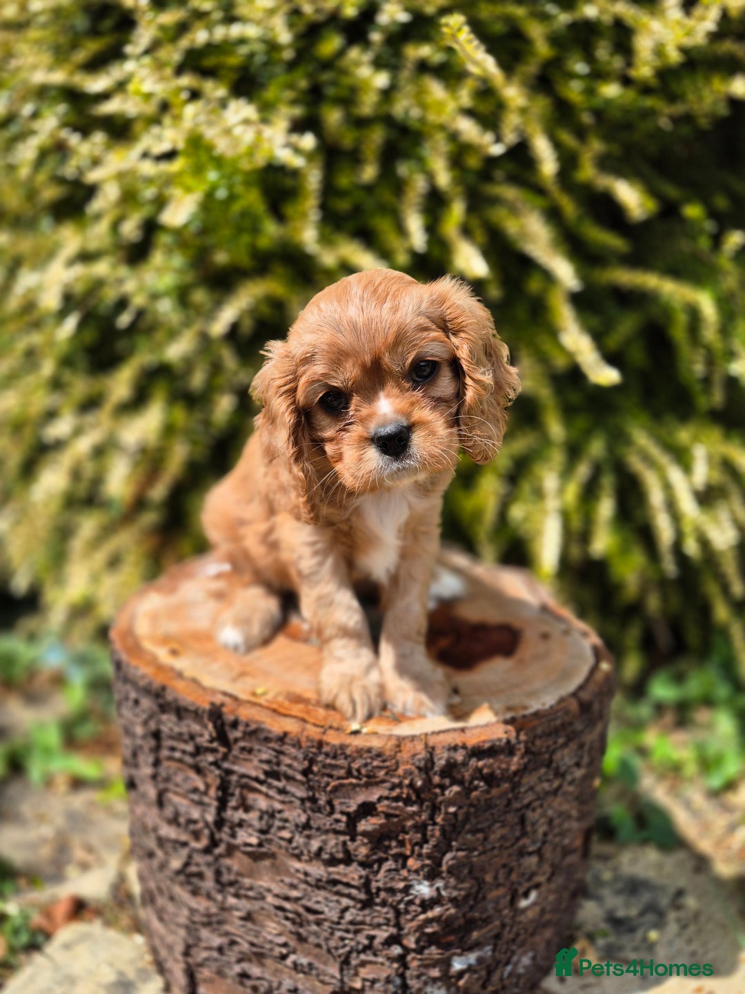 Cavalier King Charles Spaniel dogs for sale: 1 boy left ready to go now 💚 - Image 12