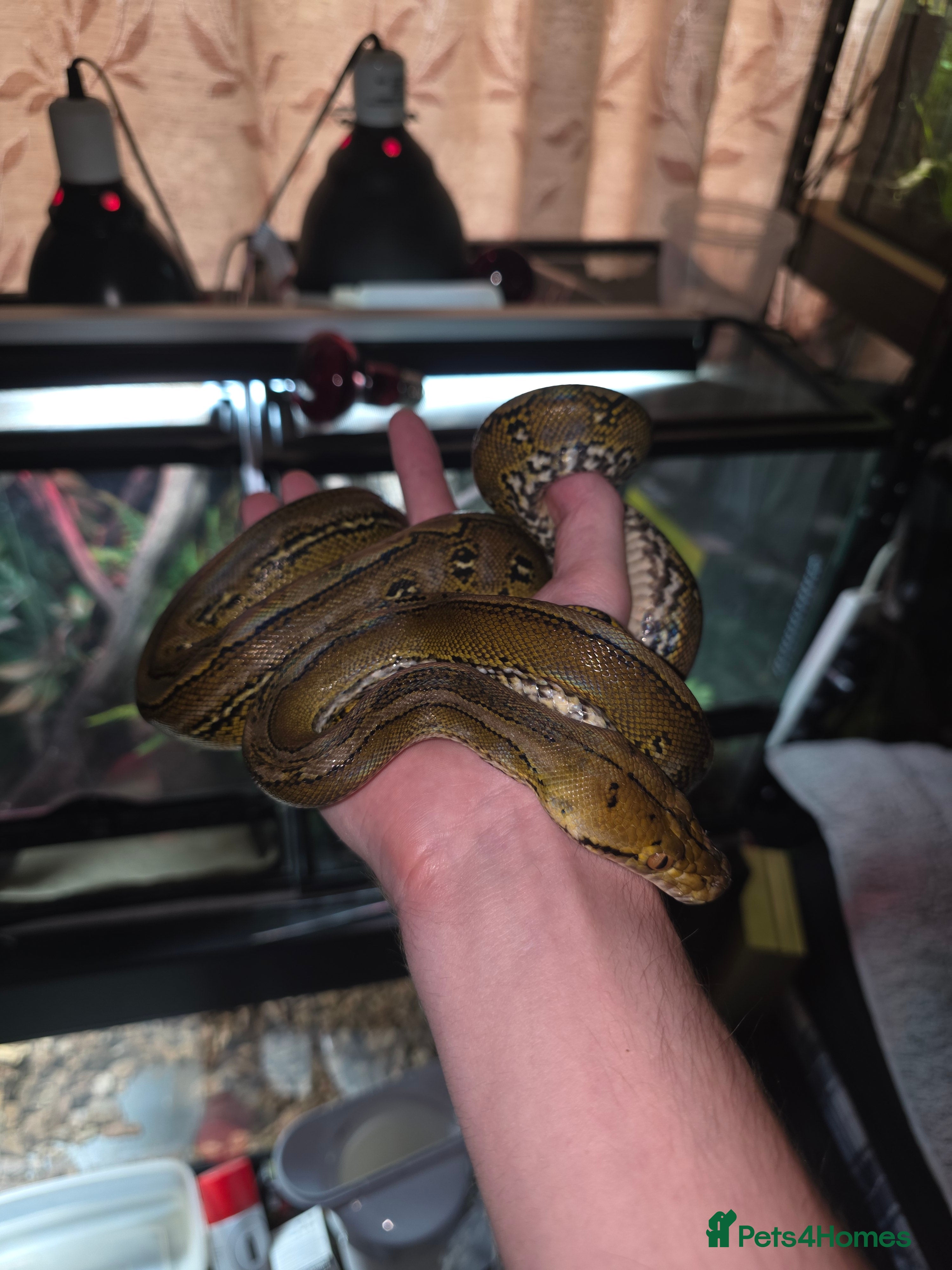 Python Snake reptiles Cb24 female marble super dwarf reticulated python  - Advert 2