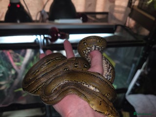 Python Snake reptiles Cb24 female marble super dwarf reticulated python - Advert 2