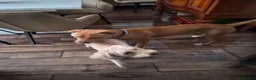 Mixed Breed dogs for sale: Staffy/cross in Felixstowe - Advert 2