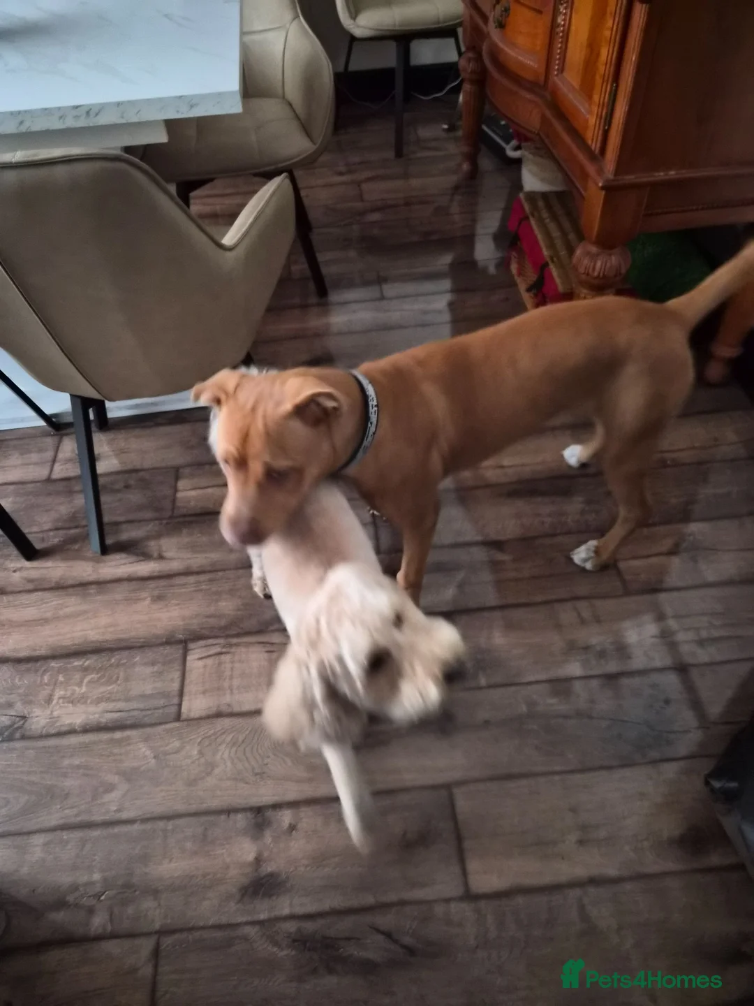 Mixed Breed dogs for sale: Staffy/cross in Felixstowe - Advert 2