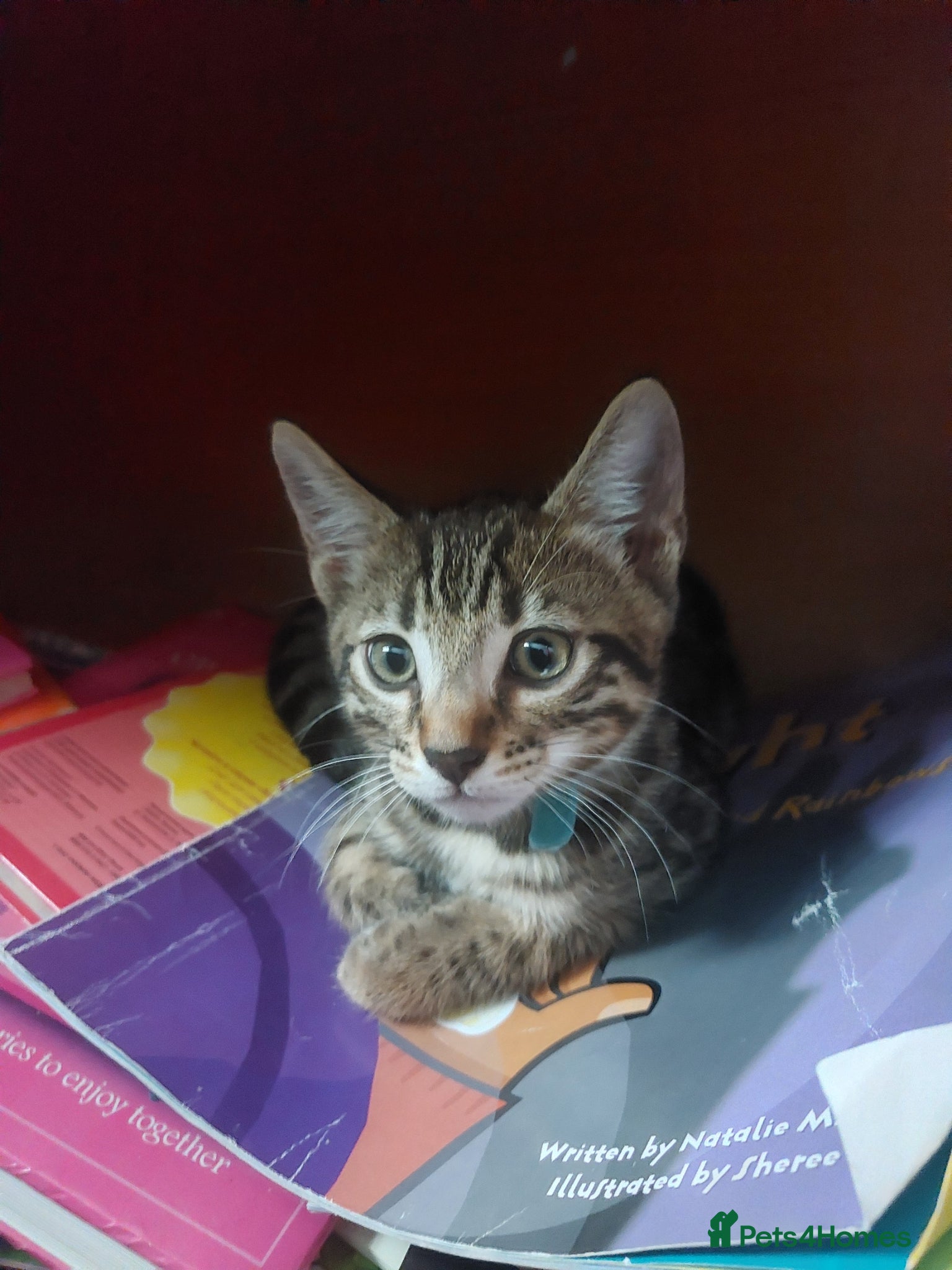 Bengal cats  Ready NOW!Mixed/x tabby/half bengal kittens💙💚🧡 - Advert 13