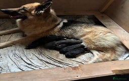 German Shepherd dogs for sale: 8 beautiful long haired German shepherd puppies  - Image 17