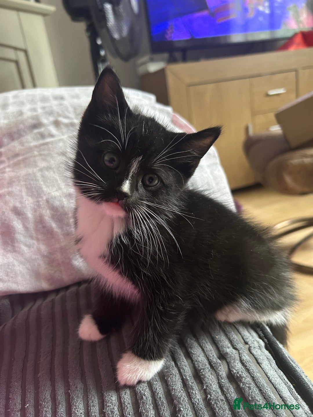 Mixed Breed cats for sale: 4x kittens for sale  - Image 7