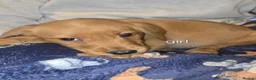 Labrador Retriever dogs for sale: Kc registered labrador pups in Omagh - Advert 8