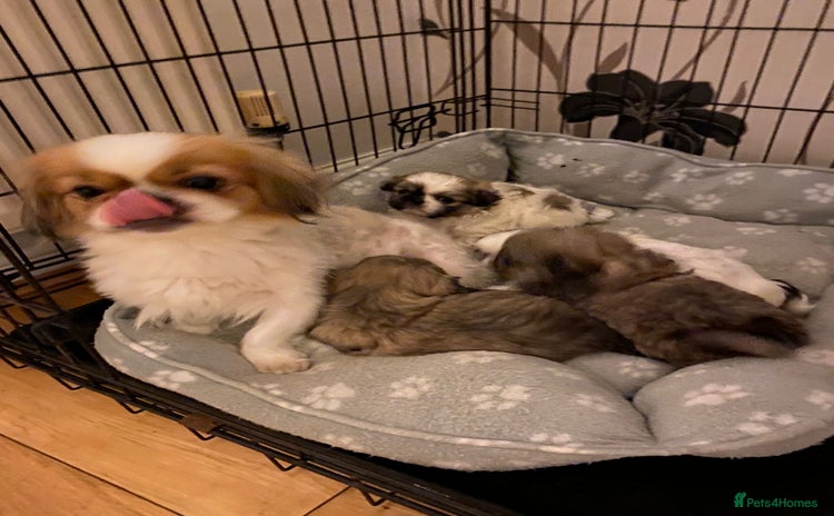 Pekingese dogs Pekingese puppies - Advert 3