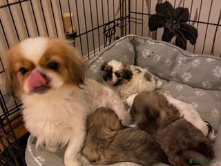 Pekingese dogs for sale: Pekingese puppies - Advert 1