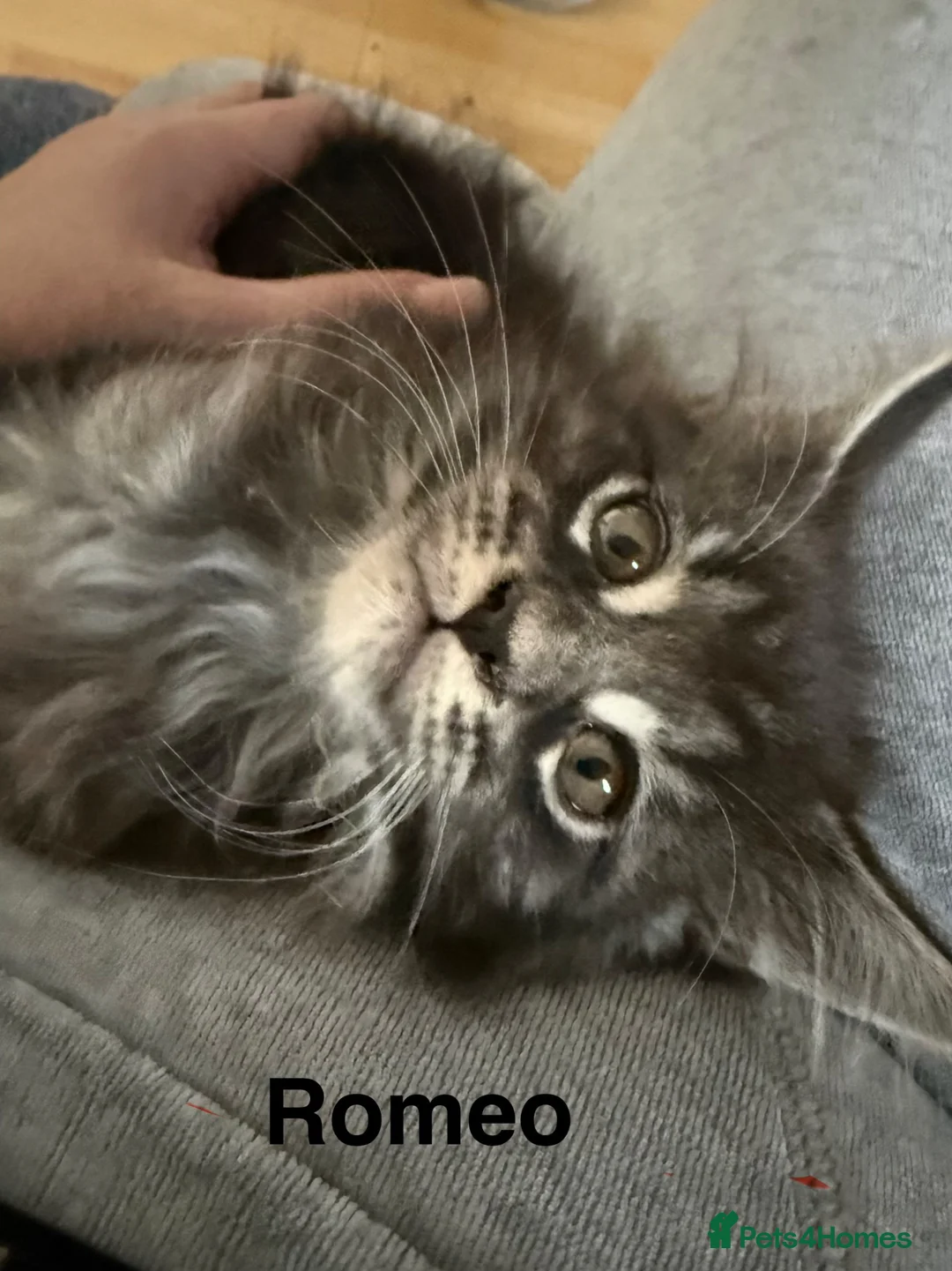 Maine Coon cats for sale: Full Maine coon born 14th feb kittens  - Advert 32