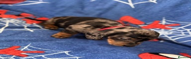 Miniature Dachshund Puppy 1