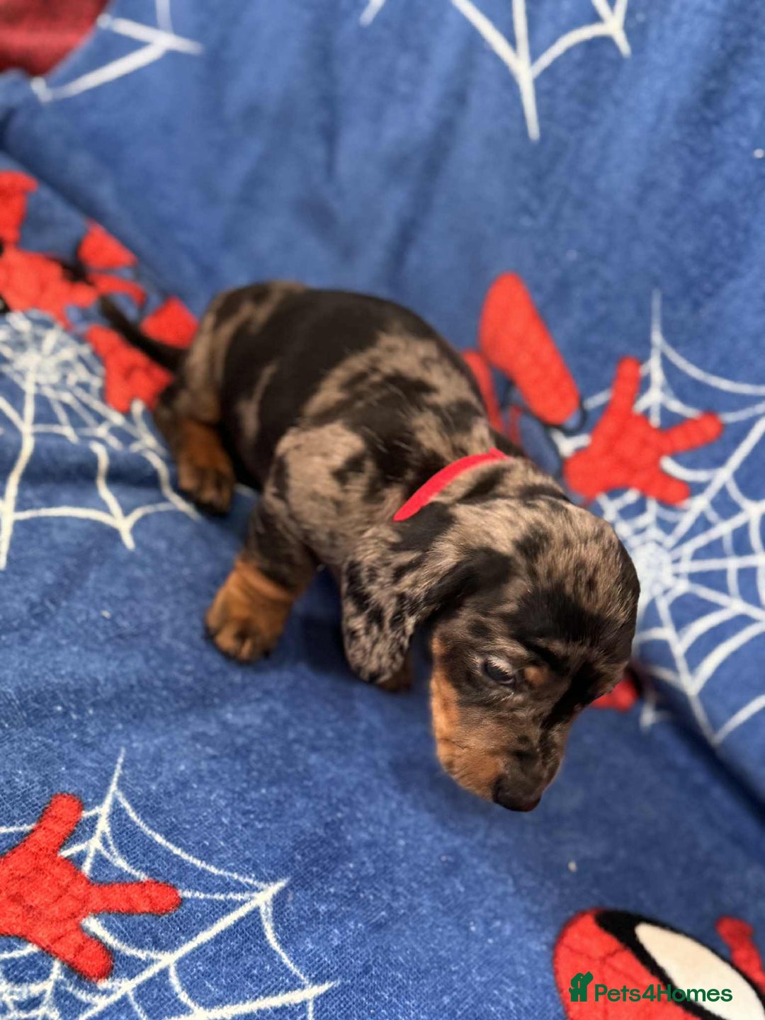 Miniature Dachshund dogs for sale: Puppies 🐶  - Advert 39