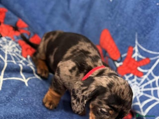 Miniature Dachshund dogs Puppies 🐶 - Advert 1