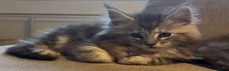 Maine Coon cats for sale: Health tested TICA Maine Coon Kittens  - Advert 5