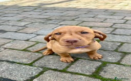 Hungarian Vizsla dogs for sale: 2 viz boys looking for loving homes - Image 31
