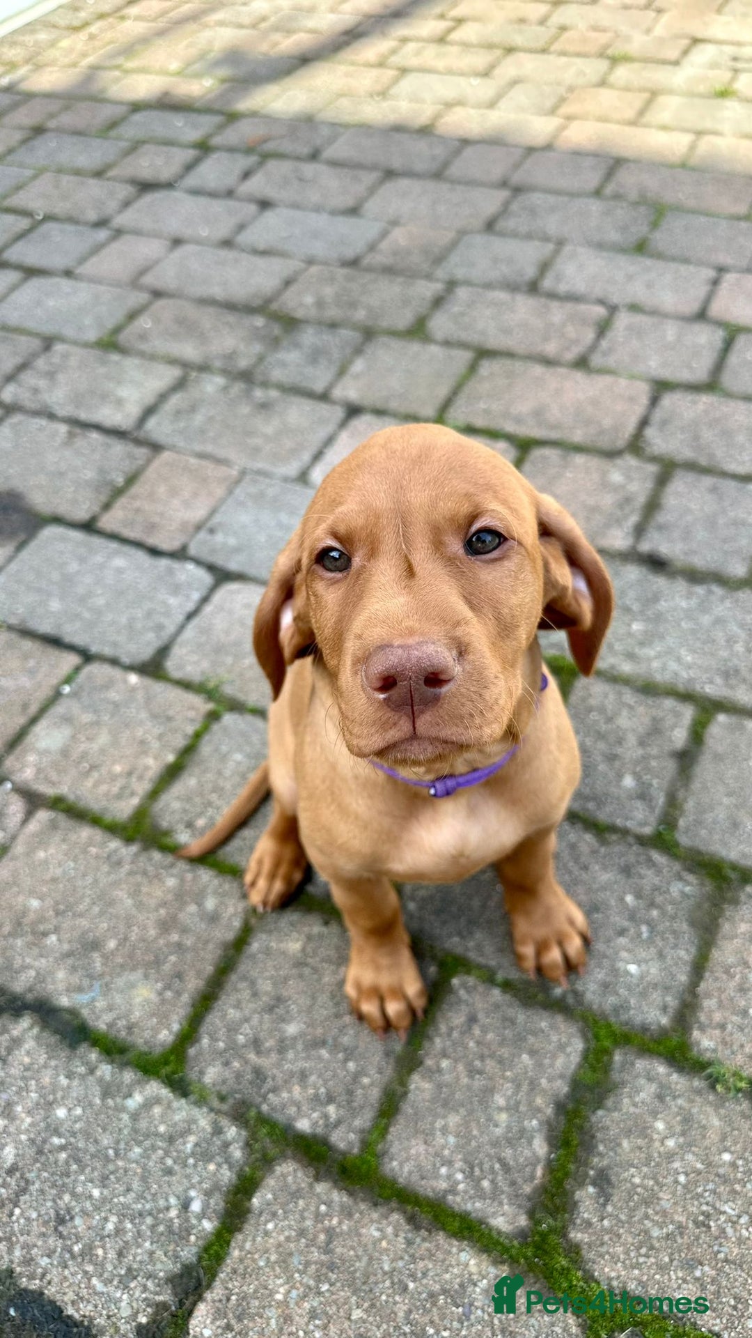 Hungarian Vizsla dogs for sale: 2 viz boys looking for loving homes - Image 31