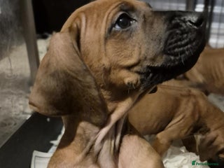 Rhodesian Ridgeback dogs Rhodesian Ridgeback Puppy Bitch - Advert 9