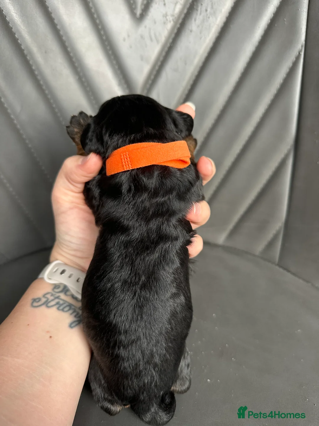 Cockapoo dogs for sale: 🌟 Stunning F1 Cockapoo Puppies 🌟  - Advert 20