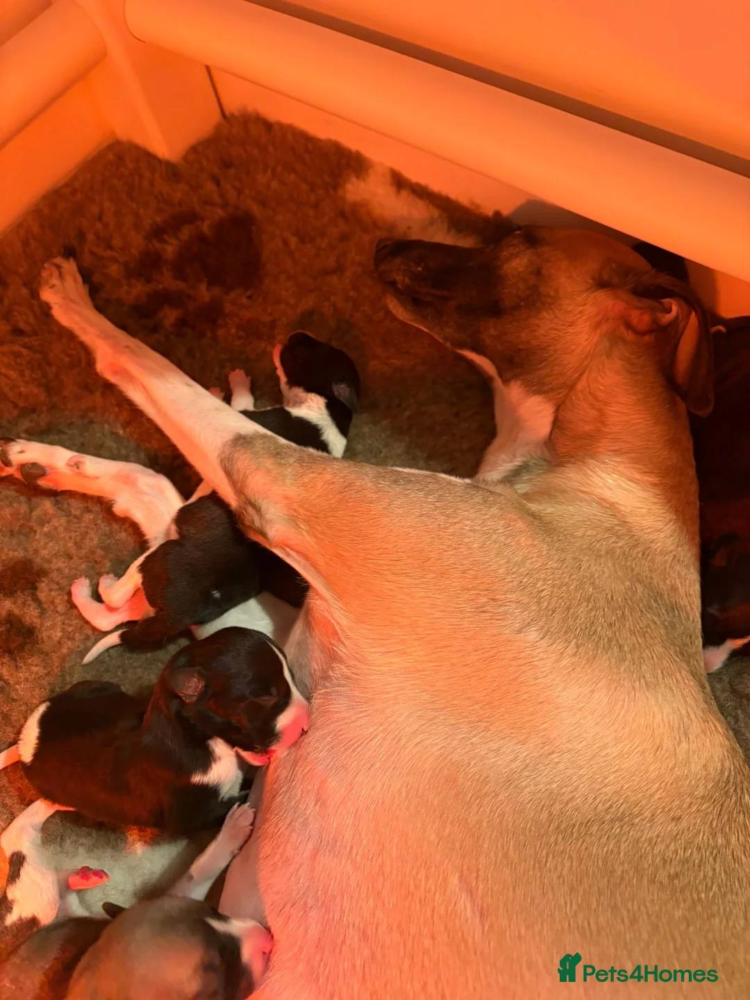 Whippet dogs for sale: Stunning Whippet Puppies 1 Girl & 6 Boys - Advert 5
