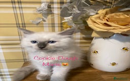 Ragdoll cats for sale: GCCF Registered Ragdolls  - Image 5